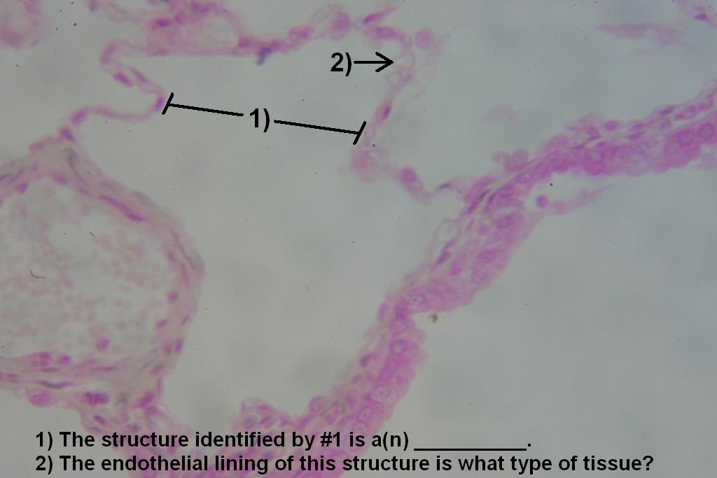 Image B Respiratory System Quiz