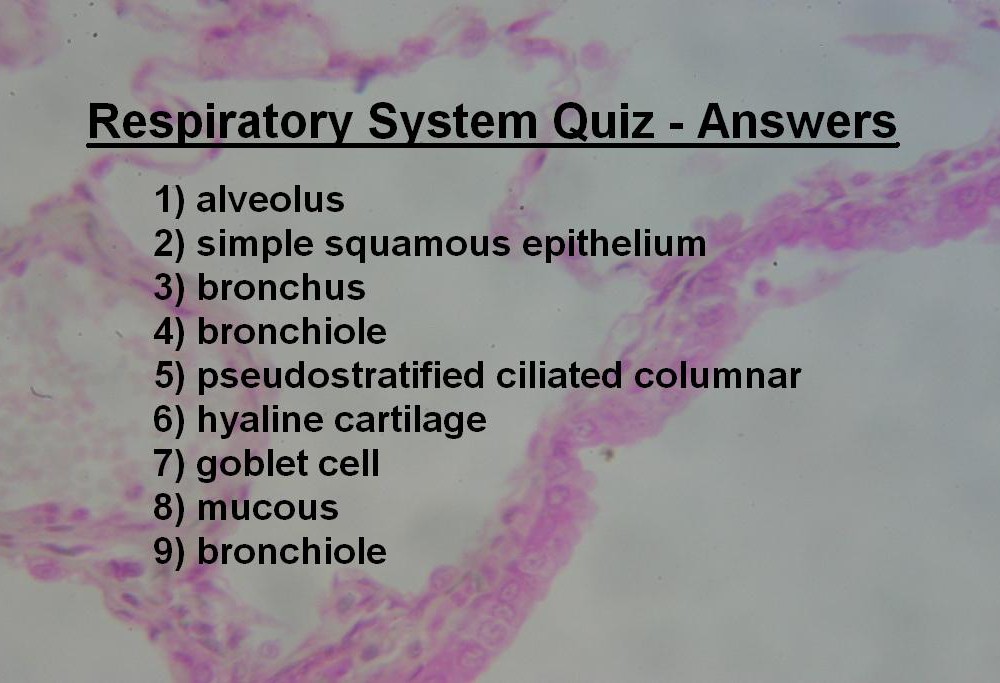 Image G Respiratory System Quiz Answers