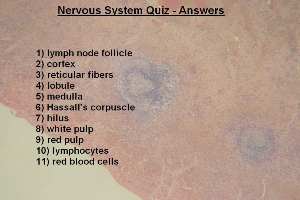 Image K Lymphatic System Quiz Answers
