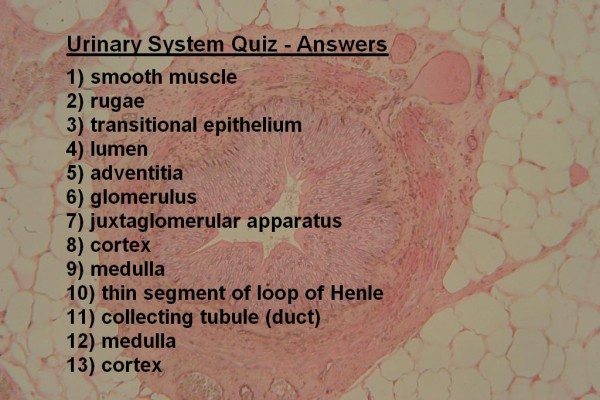 Image M Urinary System Quiz Answers