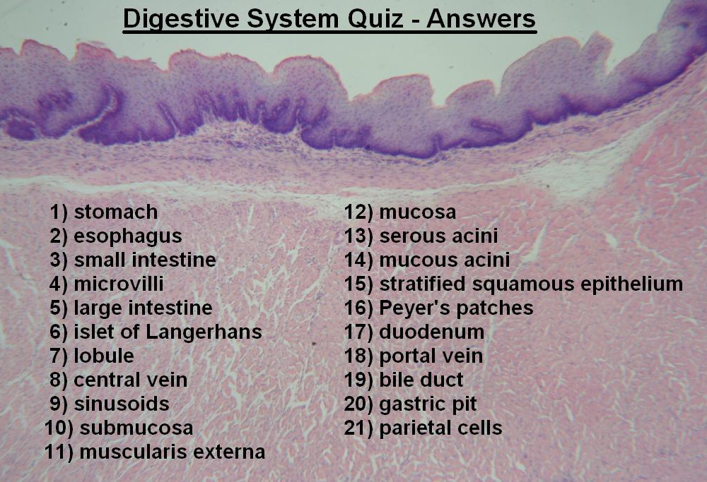 Image Q – Digestive System Quiz Answers