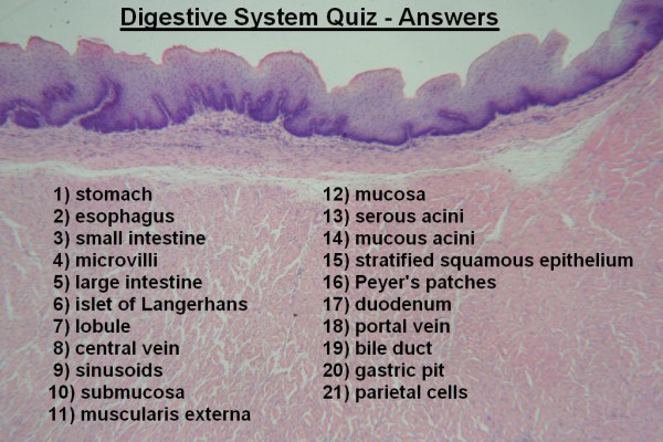 Image Q – Digestive System Quiz Answers