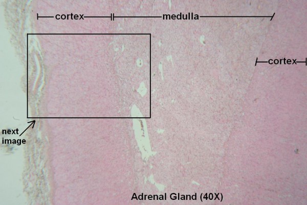 J – Adrenal Gland 40X