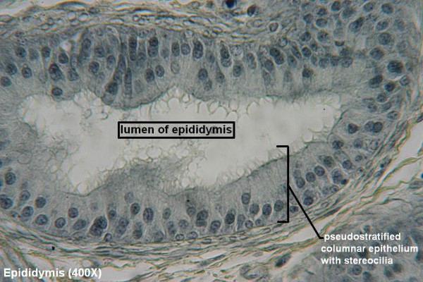 J  Pseudostratified Stereociliated Columnar 400X 2