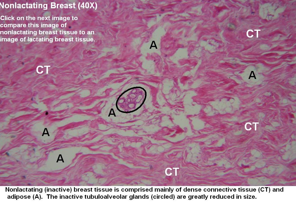 K – Nonlactating Breast 40X 1
