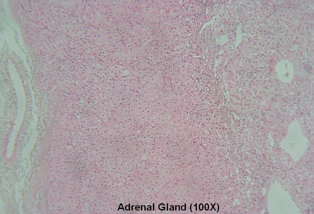 L – Adrenal Gland 100X