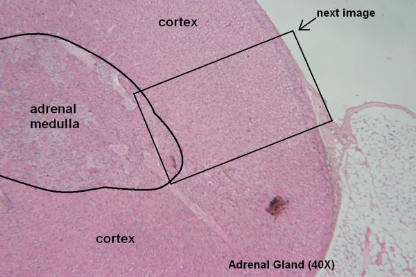 M – Adrenal Gland 40X