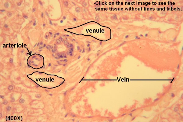 M Arteriole and Venule 400X 1