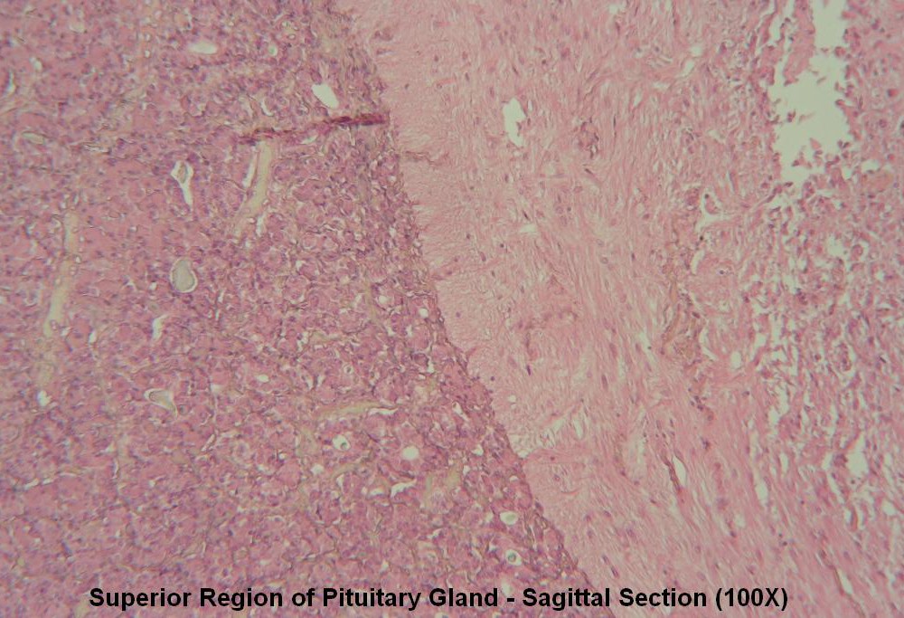 M – Pituitary Gland 100X 6
