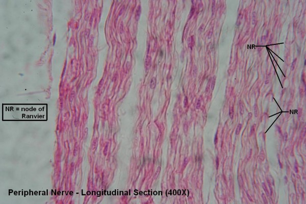N – Peripheral Nerve – Long Section – Node of Ranvier 400X 3