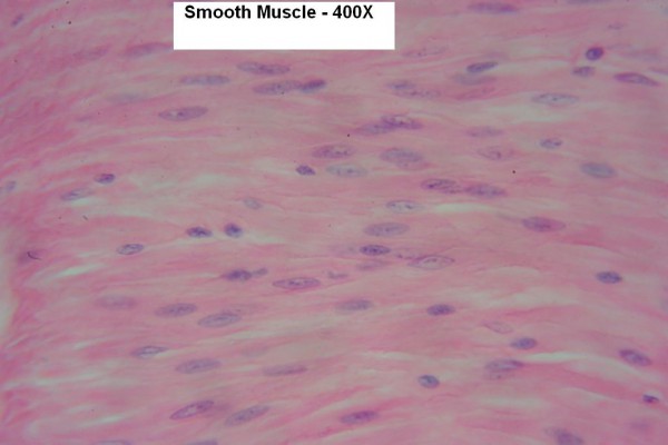 N Smooth Muscle 400x 8