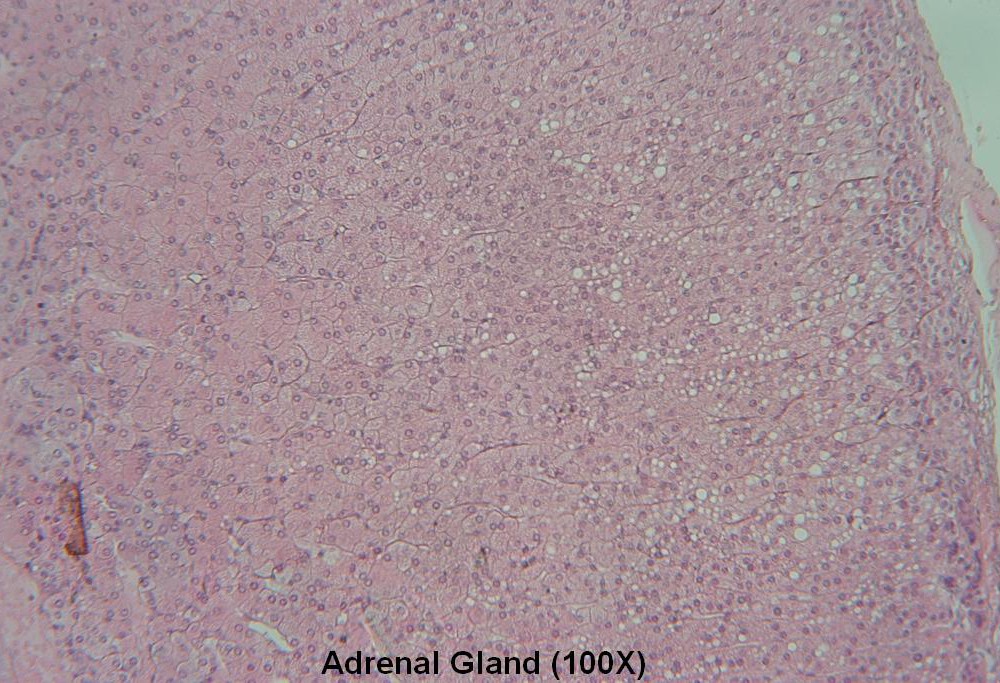 O – Adrenal Gland 100X
