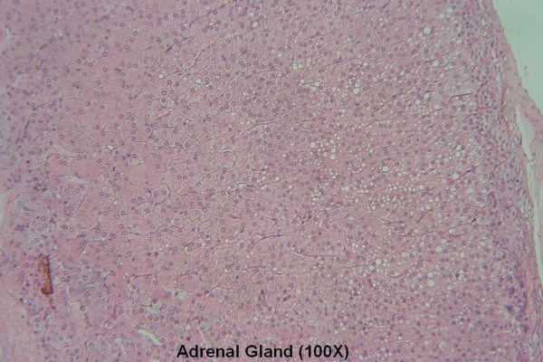 O – Adrenal Gland 100X