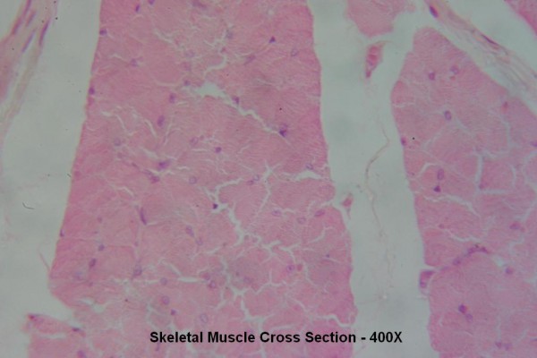 O Skeletal Muscle Section X Section 400x 4