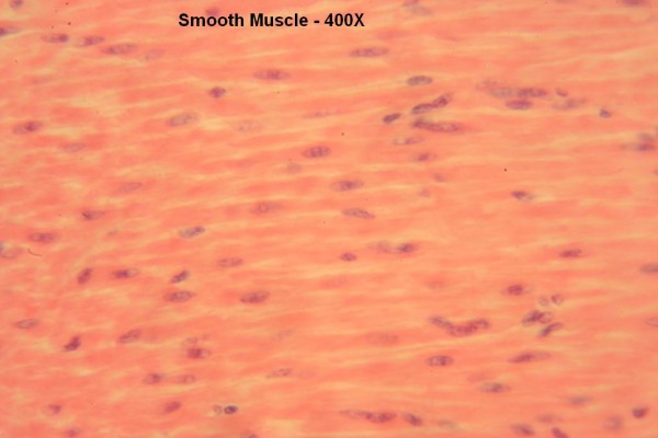 O Smooth Muscle 400x 9