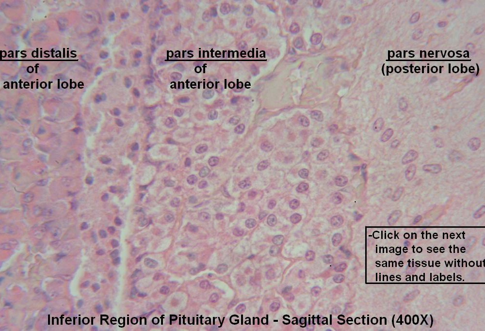 P – Pituitary Gland 400X 3