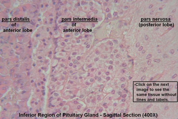 P – Pituitary Gland 400X 3