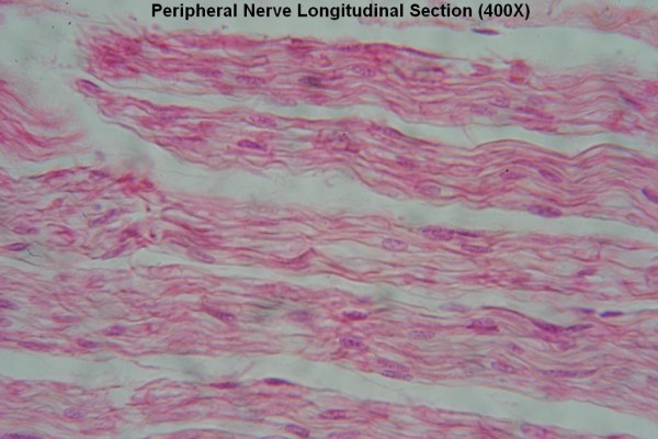 Peripheral Nerve Long Section 400X 1