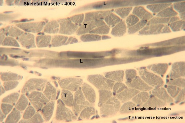 Q Skeletal Muscle X Section and Long Section 400z 1