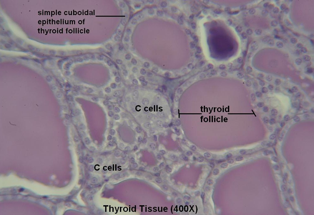Q-Thyroid-Tissue 400X 4