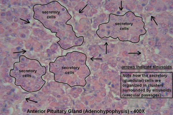 R – Pituitary Gland 400X Anterior Pit 1