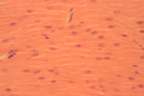 Smooth Muscle 400x 4