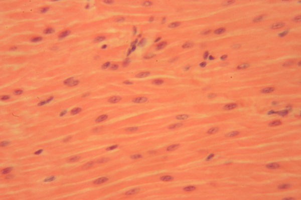 Smooth Muscle 400x 5