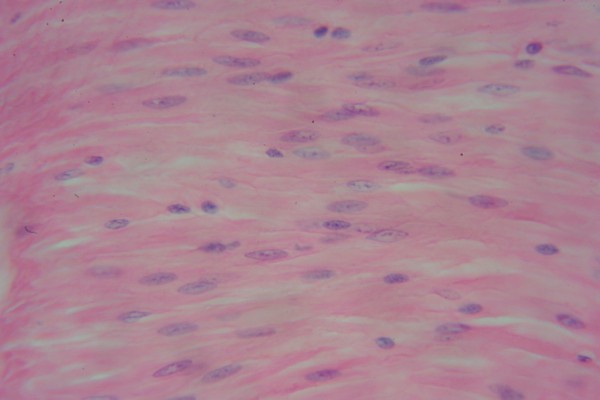 Smooth Muscle 400x 8