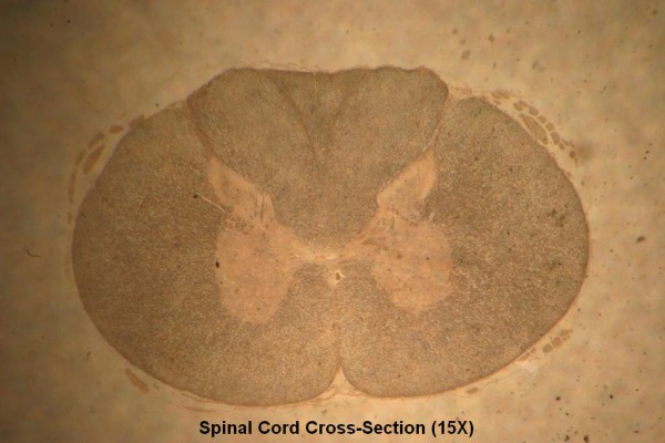 Spinal Cord X-Section 15X