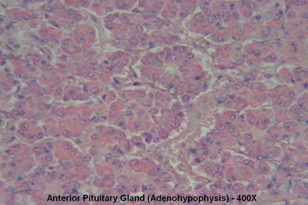 T – Pituitary Gland 400X Anterior Pit 3