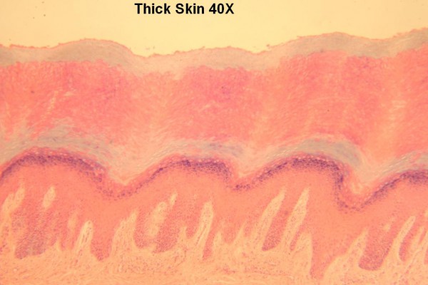 Thick Skin 40X 1