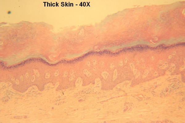 Thick Skin 40X 3