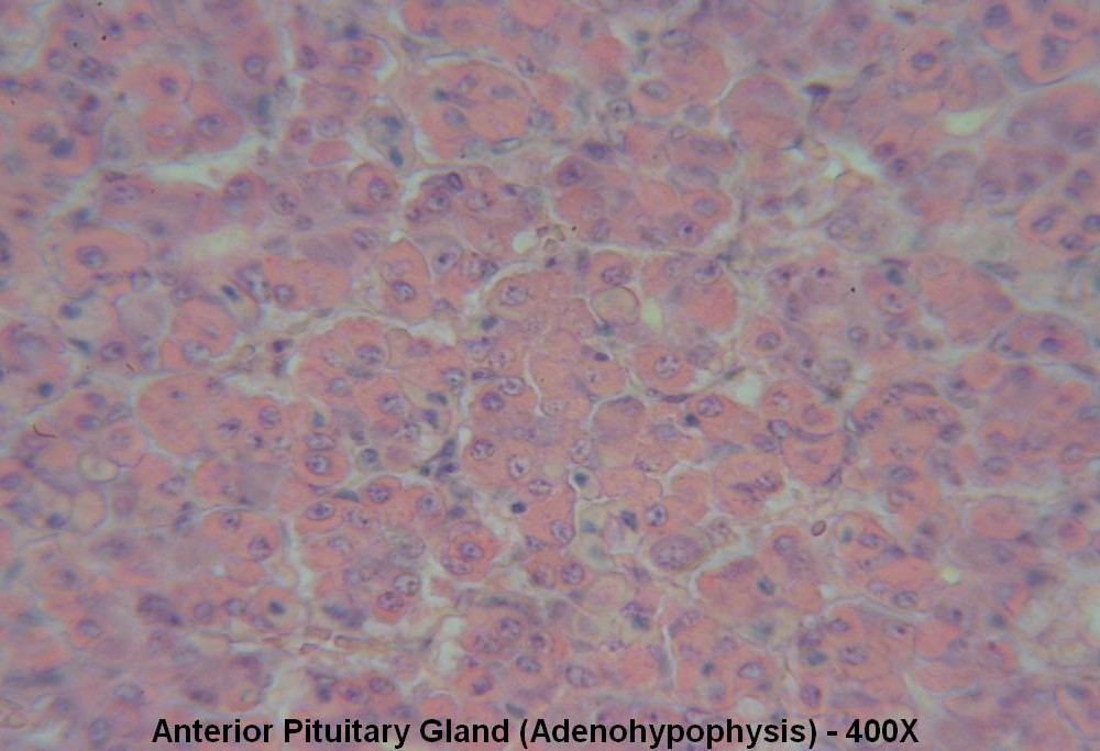 U – Pituitary Gland 400X Anterior Pit 4