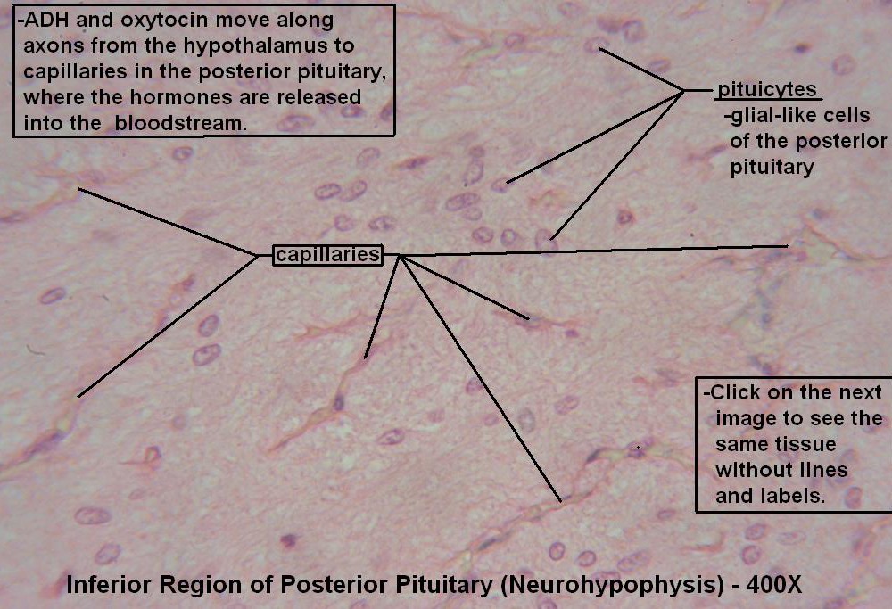 V – Pituitary Gland 400X Posterior Pit 1