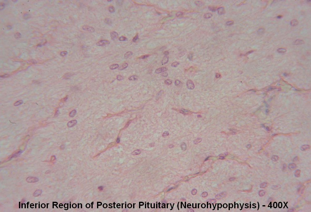 W – Pituitary Gland 400X Posterior Pit 2