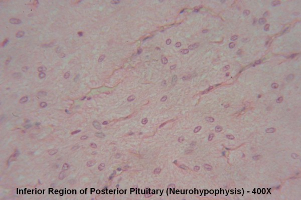 X – Pituitary Gland 400X Posterior Pit 3