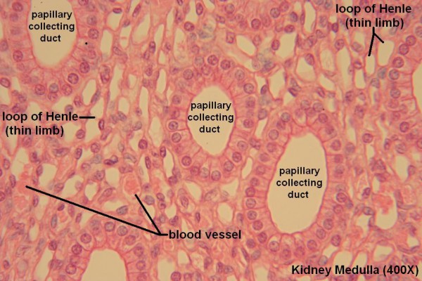 Z Kidney Medulla 400x 6