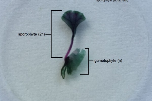 D- gametophyte with germinating sporophyte