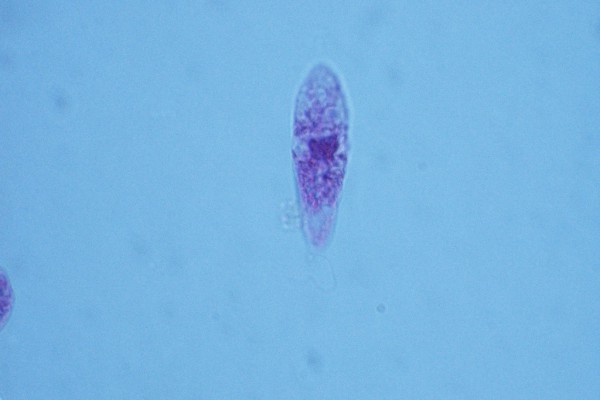 Euglena 1000X-4N