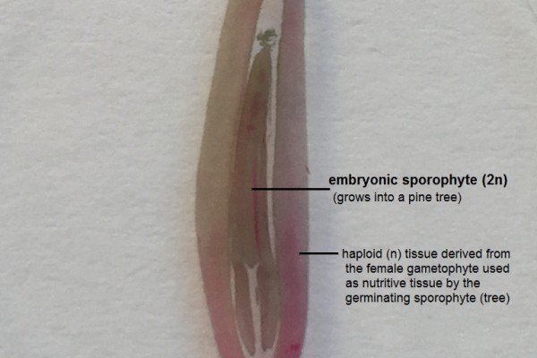 H-pine seed – embryo