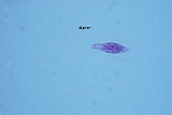 L- Euglena 1000X-2