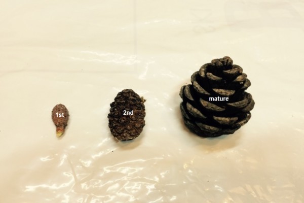 M- female cones all ages