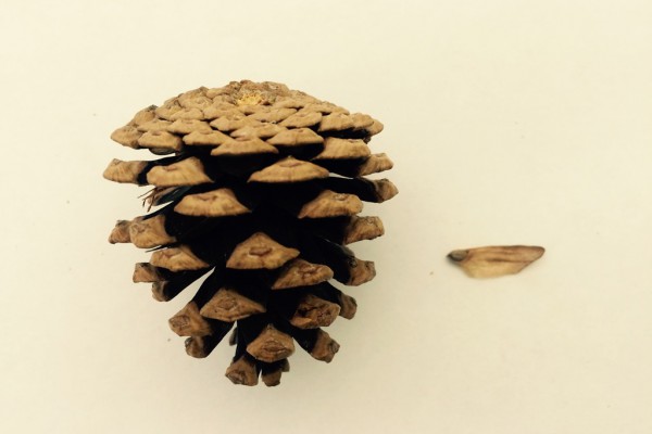Mature Female Cone with Seed K