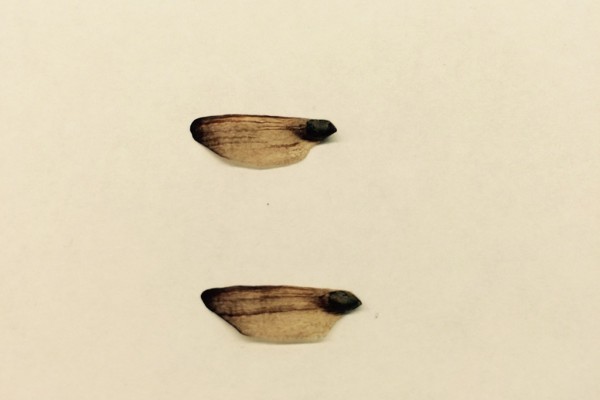 N- pine seed with wing