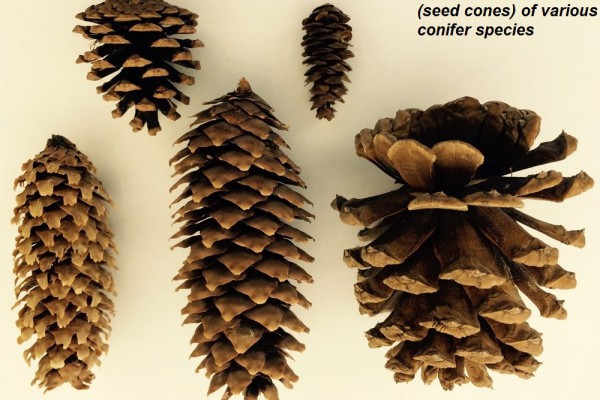 O- female cones various species