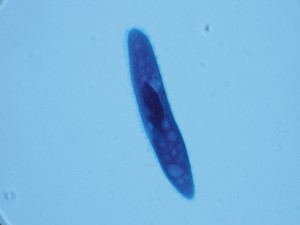 Paramecium 400X-3X