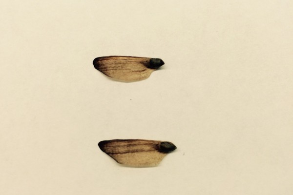 Pine Seed with Wing N