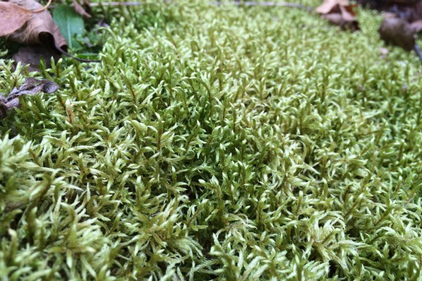 moss gametophytes D