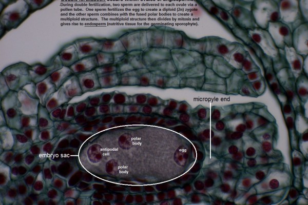 I Lily Ovule 400X 1